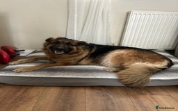 German Shepherd dogs for sale: German shepherd puppies  - Image 10
