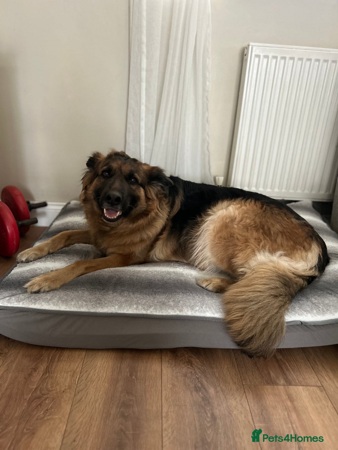 German Shepherd dogs for sale: German shepherd puppies  - Image 10