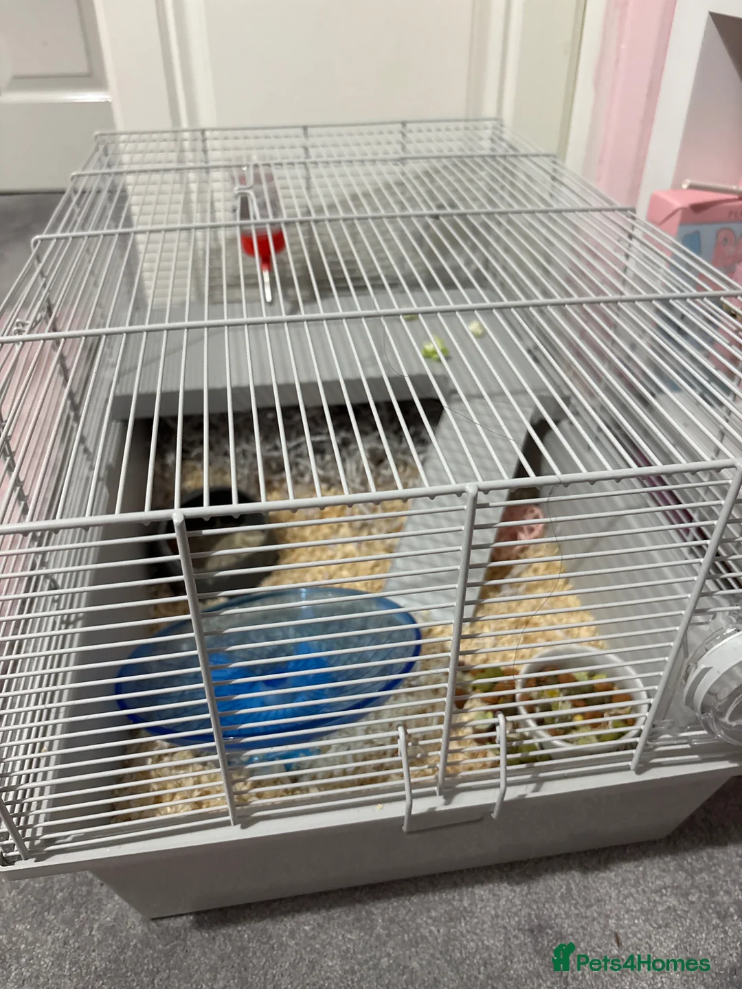 Hamster rodents for sale: Dwarf hamster for sale  - Advert 2