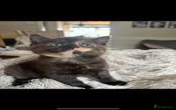 Persian cats for sale: Beautiful Persian x Tabby kitten! - Image 7