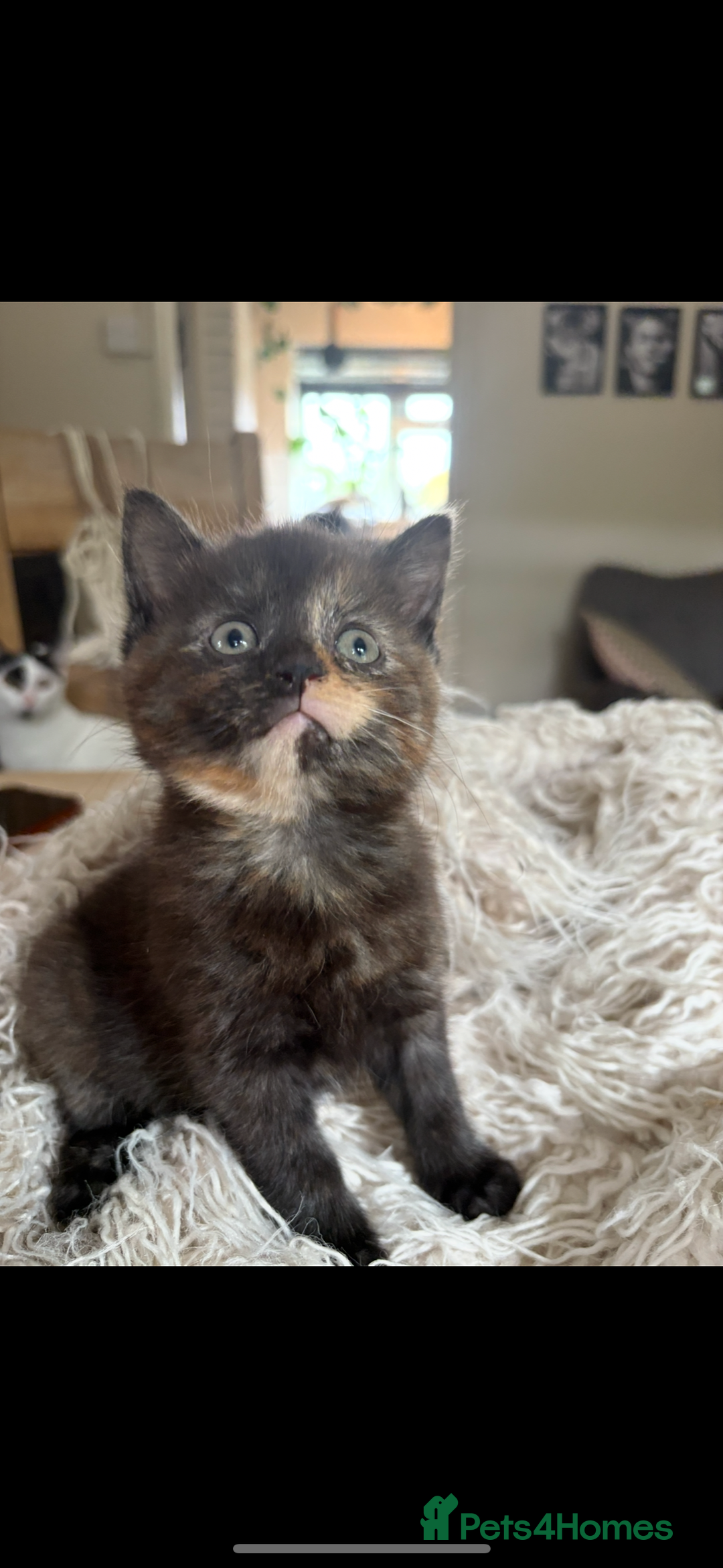 Persian cats for sale: Beautiful Persian x Tabby kitten! - Image 7