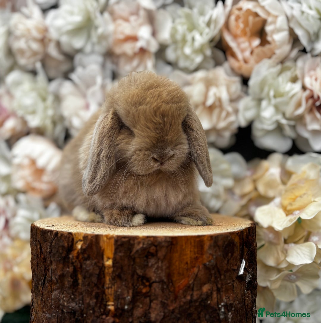 Mini Lop rabbits for sale: 🌟🌟 mini lop babies 🌟🌟 - Image 5