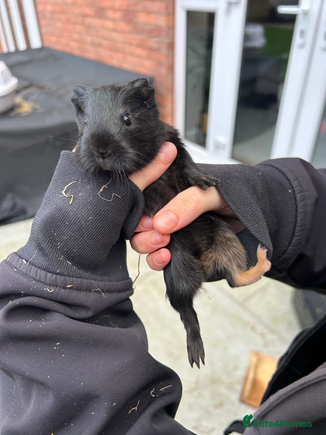 Guinea Pig rodents for sale: Two baby guinea pigs  - Advert 6