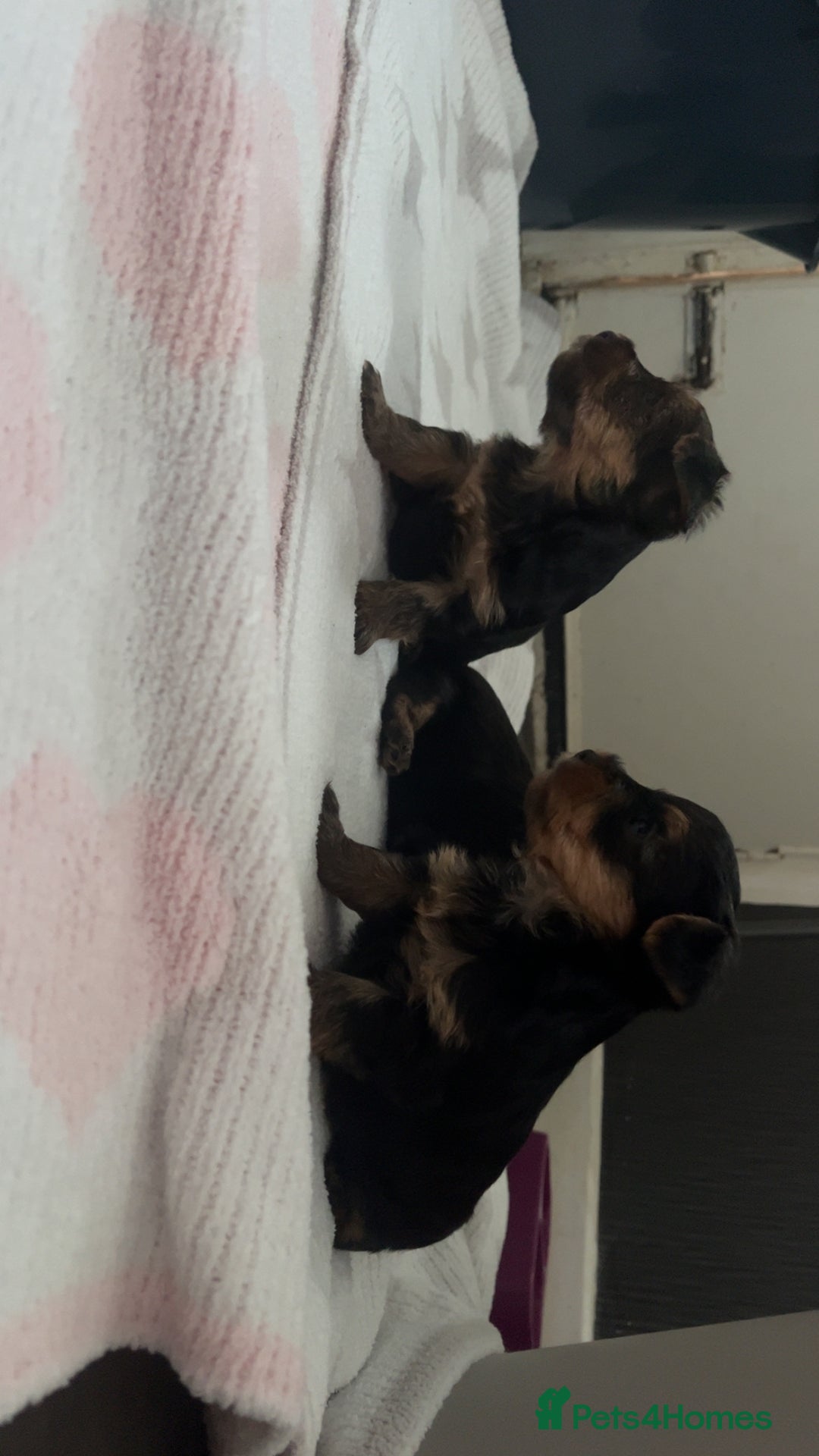 Yorkshire Terrier dogs for sale: yorkshire terrier pups - Image 9