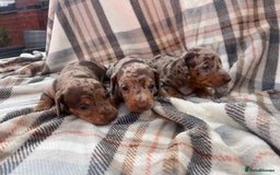 Miniature Dachshund dogs for sale: 5⭐️BREEDERS🏆KCREG🌸6GIRL💙1BOY🩺HEALTH TESTED🧬 - Image 18