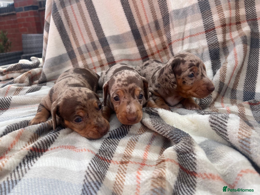 Miniature Dachshund dogs for sale: 5⭐️BREEDERS🏆KCREG🌸6GIRL💙1BOY🩺HEALTH TESTED🧬 - Image 18