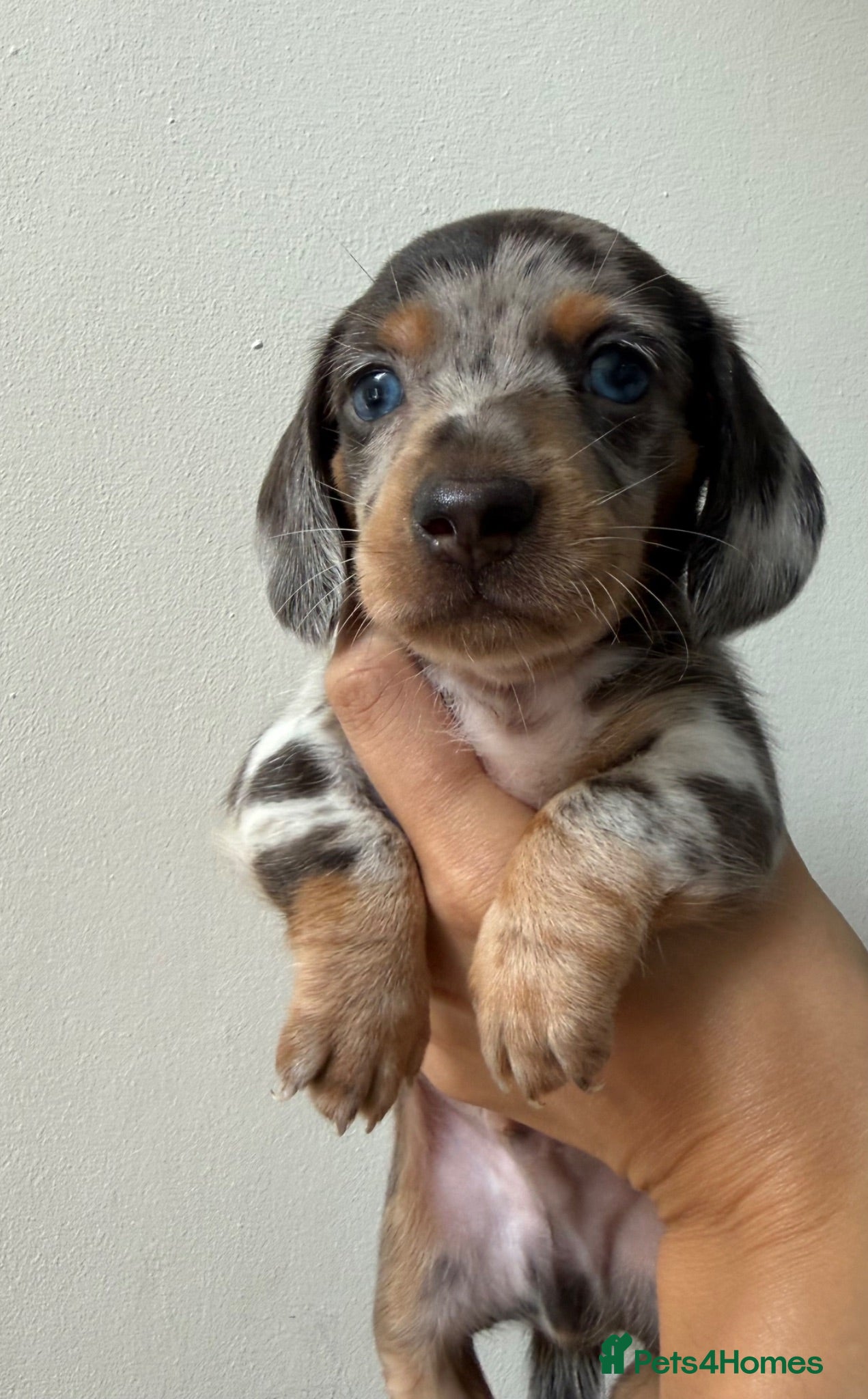 Miniature Dachshund dogs EXTREME CUTENESS! MINIATURE DACHSHUND PUPPIES ❤️🤍 - Advert 6