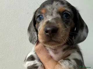 Miniature Dachshund dogs EXTREME CUTENESS! MINIATURE DACHSHUND PUPPIES ❤️🤍 - Advert 12