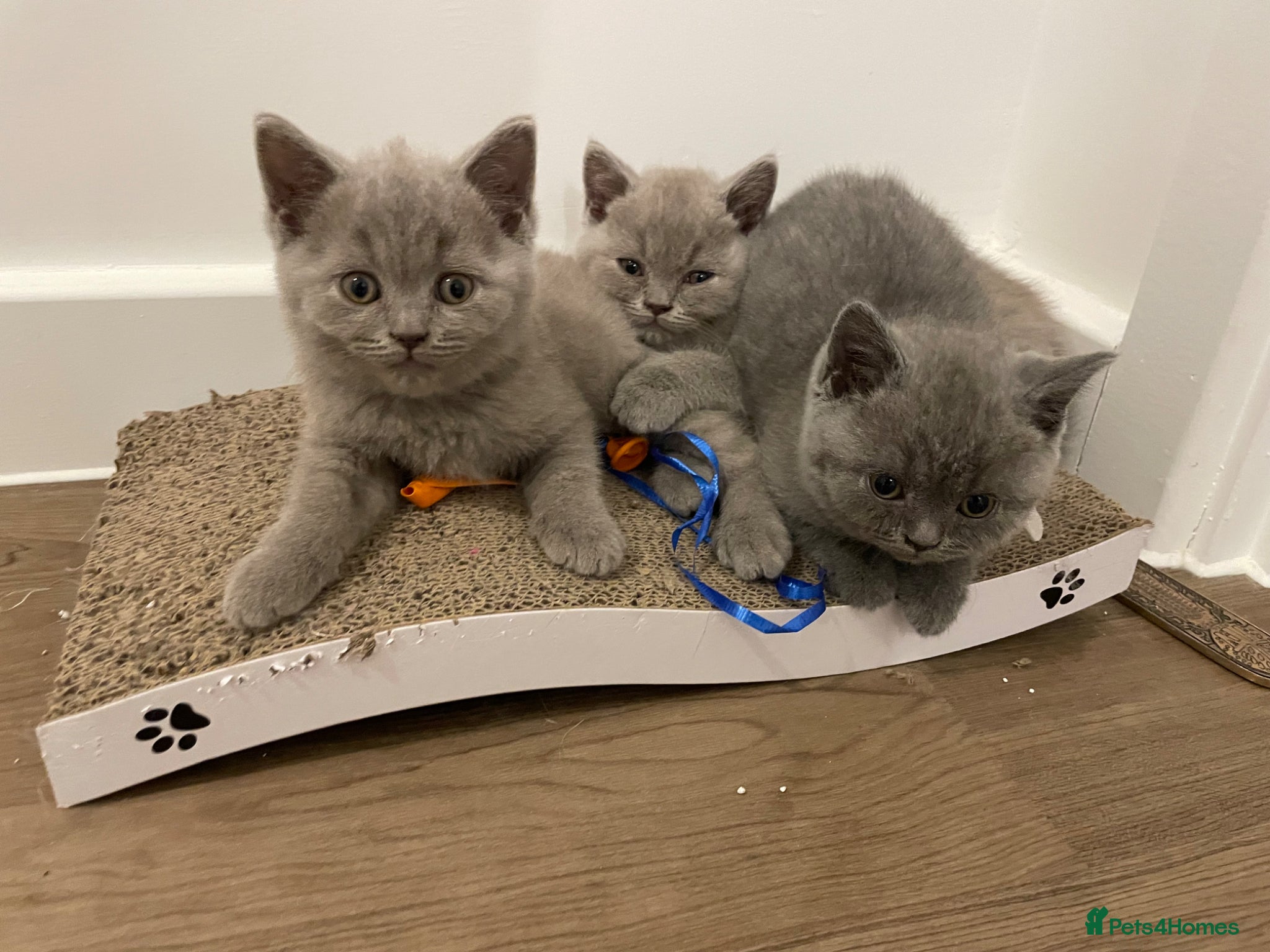British Shorthair cats Pedigree British shorthair kittens  - Advert 14