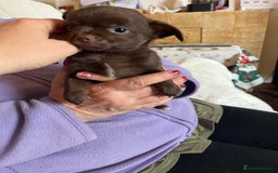 Chihuahua dogs for sale: Rare chocolate chihuahua puppies - Image 35