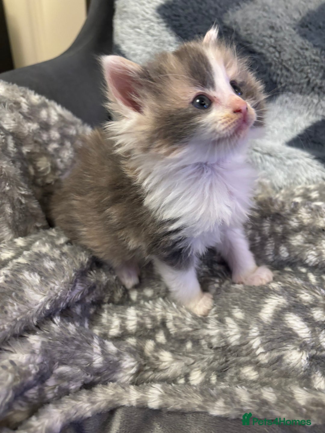 Mixed Breed cats for sale: Two Dilute Calico long hair Female kittens  - Advert 4