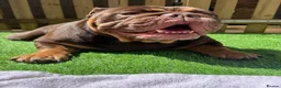 English Bulldog dogs for sale: Loving English Bulldog - Advert 3