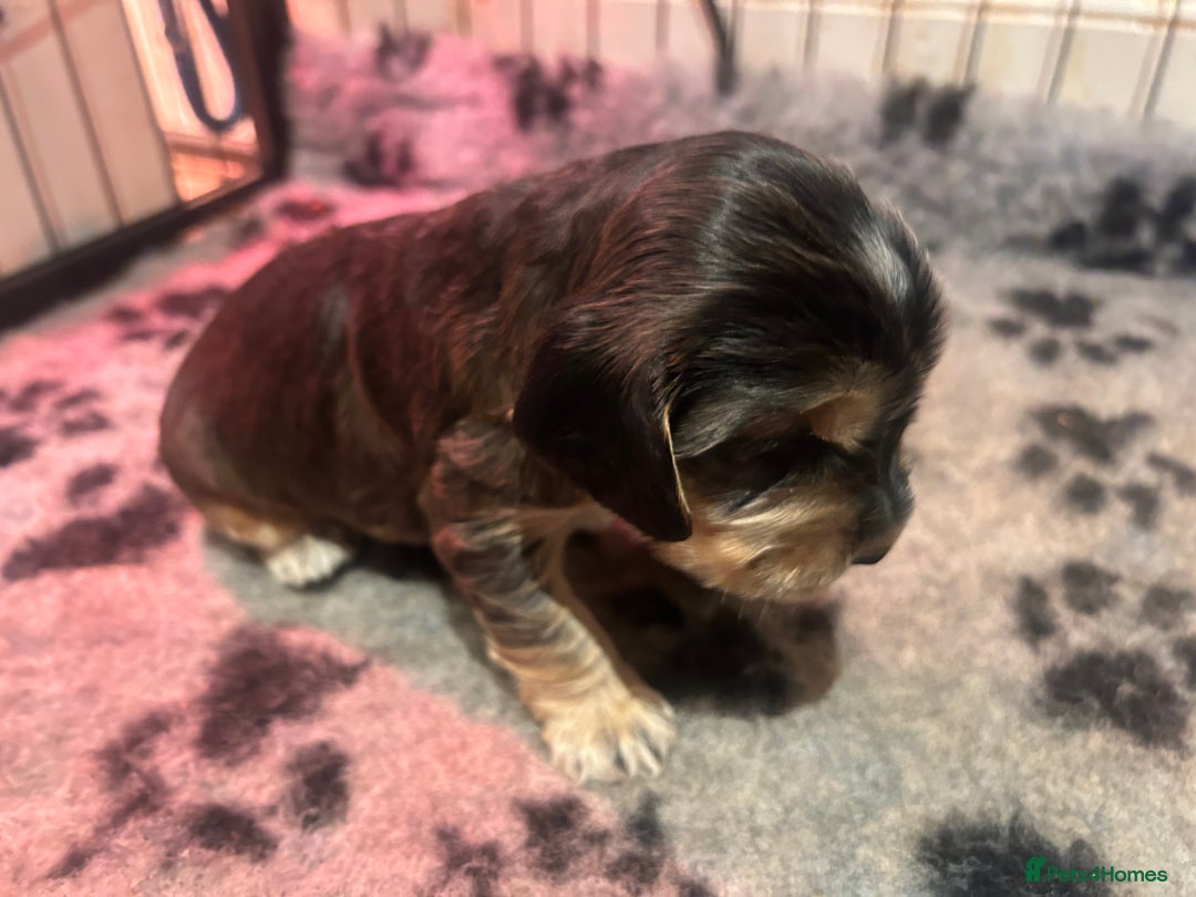 Cocker Spaniel dogs for sale: KC Reg Show Type Cocker Spaniel Puppies  - Advert 8