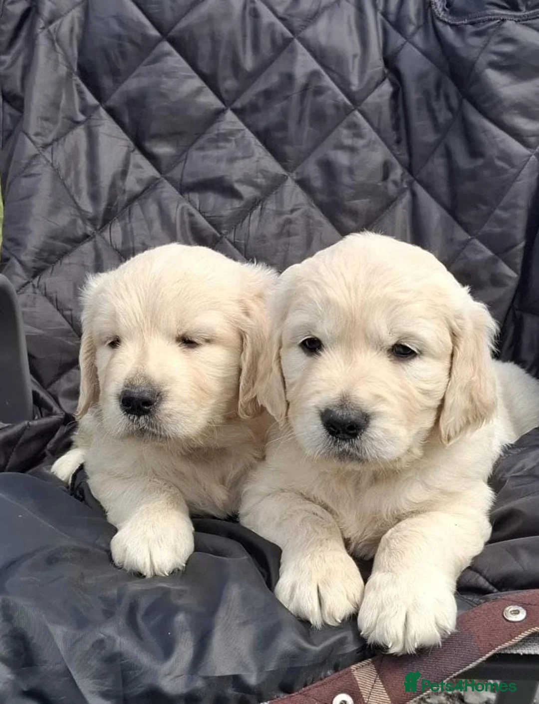 Golden Retriever dogs for sale: Full Golden retriever puppies - Advert 2
