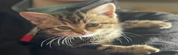 Mixed Breed cats for sale: Kittens in Cumnock - Advert 4