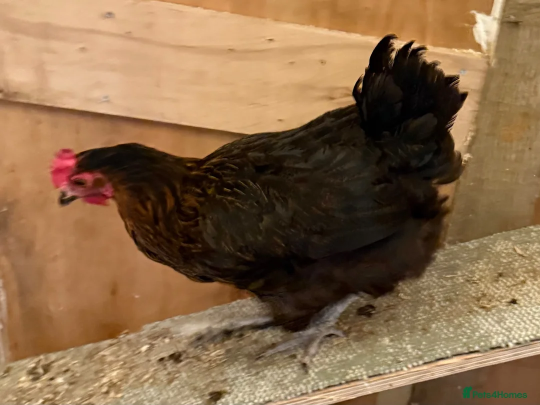 Chickens poultry for sale: Burford brown chicken - Advert 3