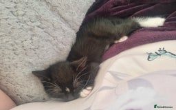 American Shorthair cats for sale: Kittens for sell, ready to go now!  - Image 13