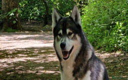Huskita dogs for stud: Handsome Booboo in Stockport - Image 18
