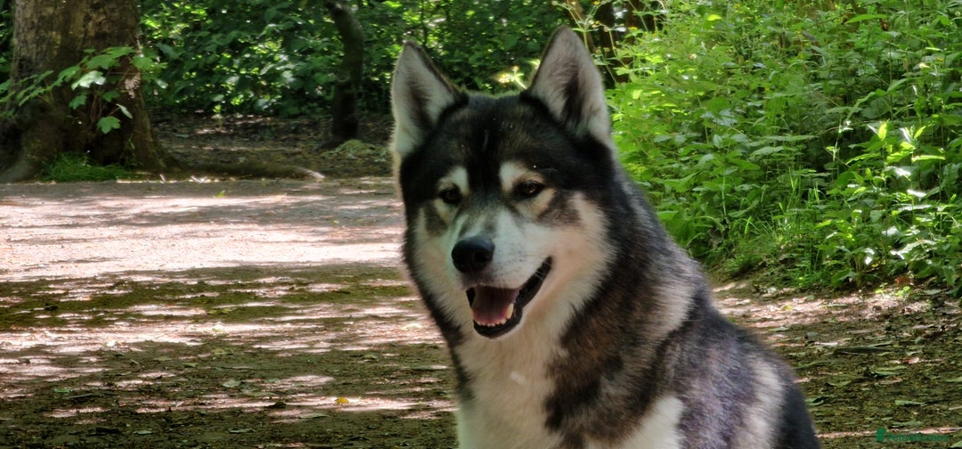 Huskita dogs for stud: Handsome Booboo in Stockport - Image 18