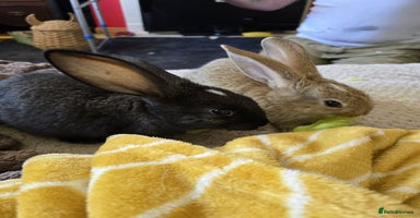 Continental Giant rabbits - Advert 5