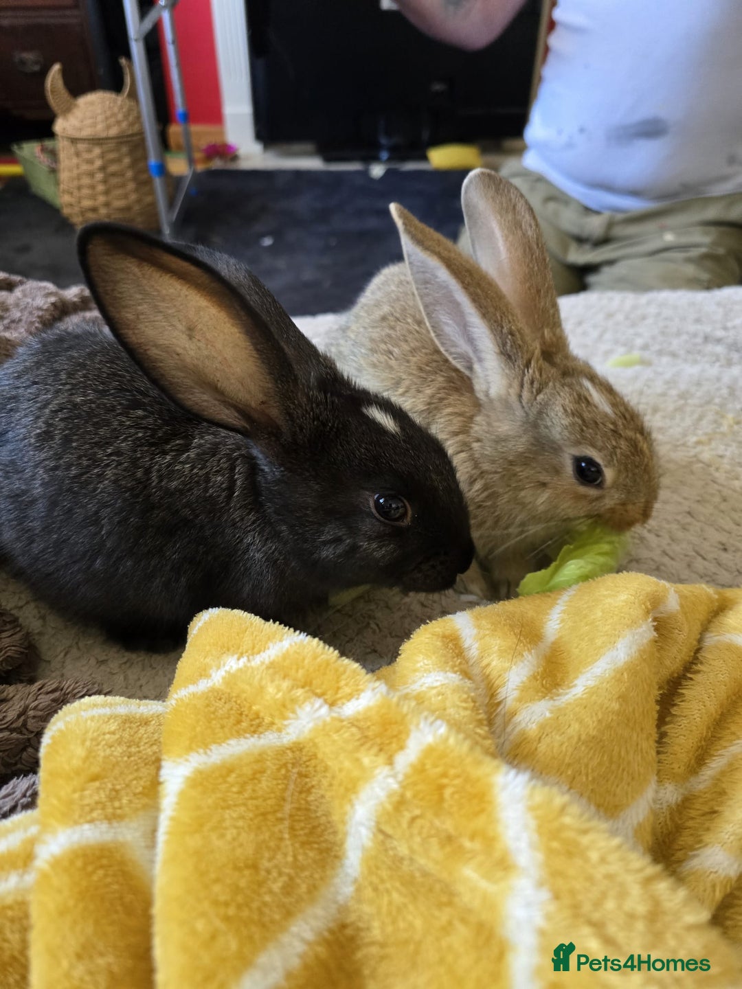 Continental Giant rabbits for sale: Continental Giant boys - Image 2