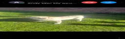 Labrador Retriever dogs for sale: My Labrador Puppys 🐾 - Advert 19