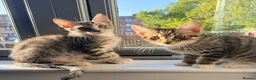 Maine Coon cats for sale: Maine Coon  - Advert 14