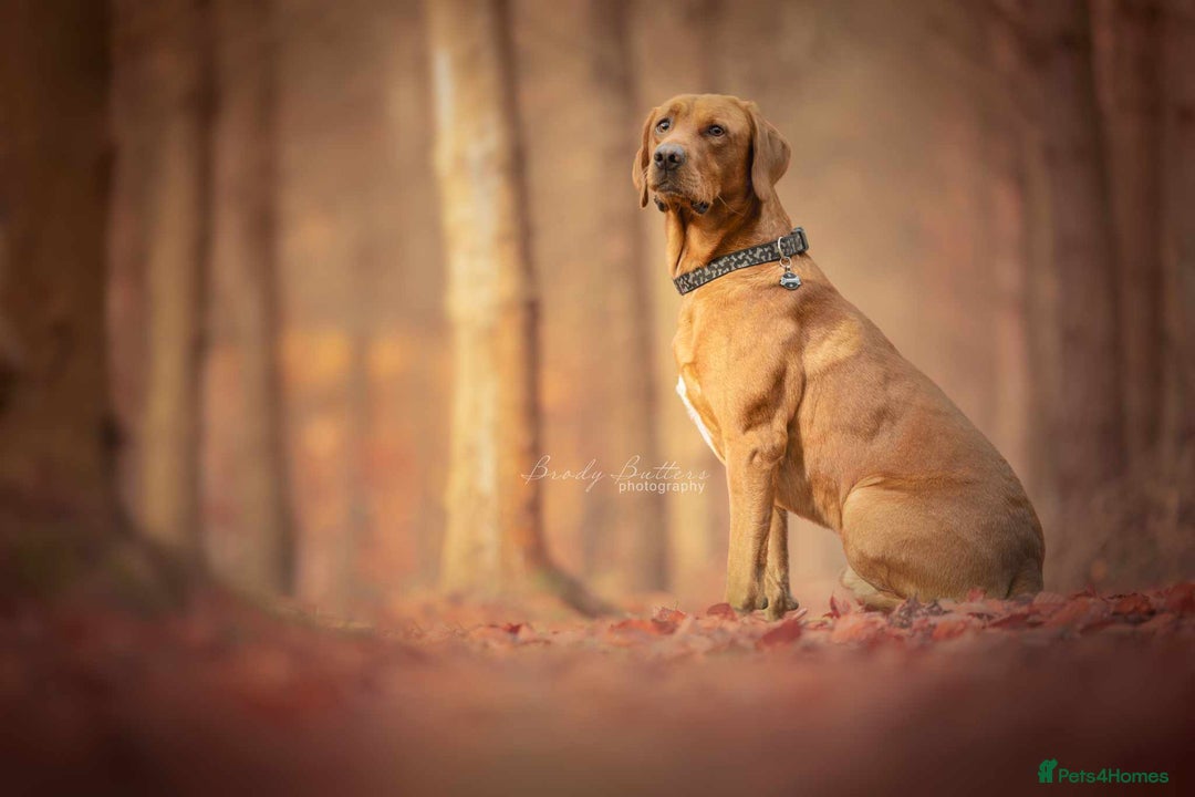 Labrador Retriever dogs for stud: Male Working Fox Red Labrador  in Ashington - Advert 6