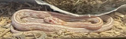 Corn Snake reptiles for sale: Mix of corn snakes for sale! - Advert 3