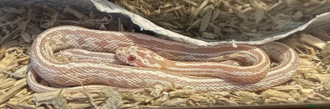 Corn Snake reptiles for sale: Mix of corn snakes for sale! - Advert 3
