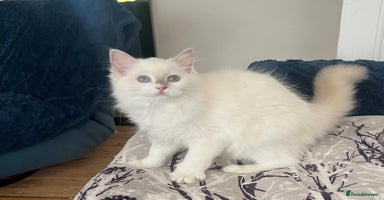 Ragdoll cats - Advert 4