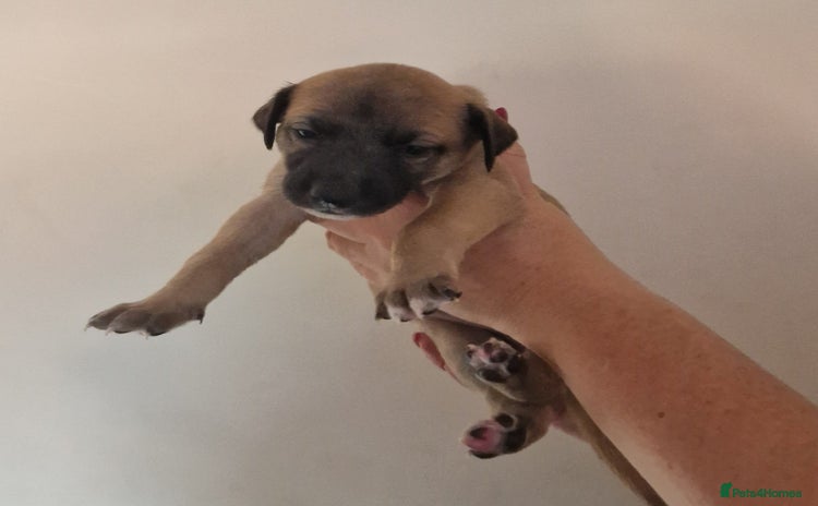 Whippet dogs - Advert 12