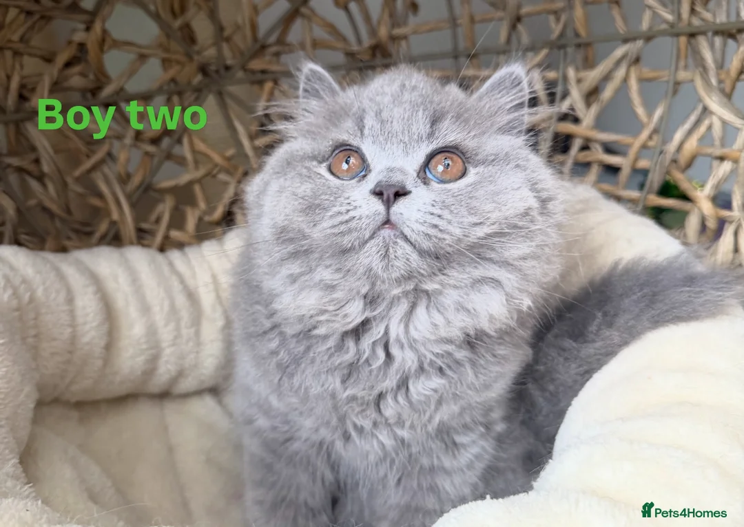 British Longhair cats for sale: Two British Blue Longhair Boys 💙 - Advert 2