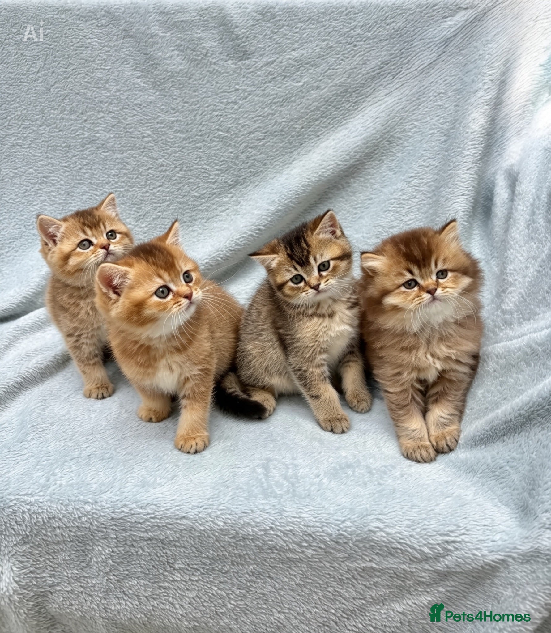British Shorthair cats Pedigree golden kittens - black golden & chocolate - Advert 4