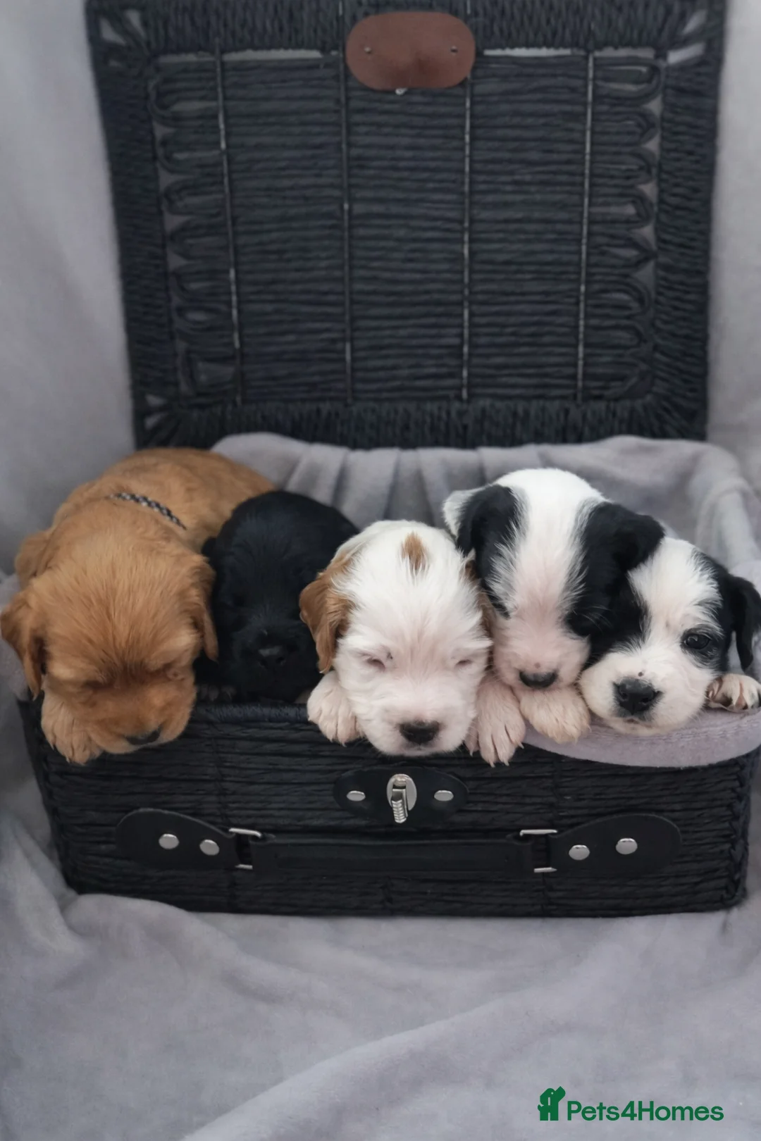 Mixed Breed dogs for sale: 🐾 Cocker Spaniel × Jack Russell Family Puppies - Advert 2