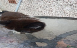 Mixed Breed cats for sale: Fluffy kittens - Image 11