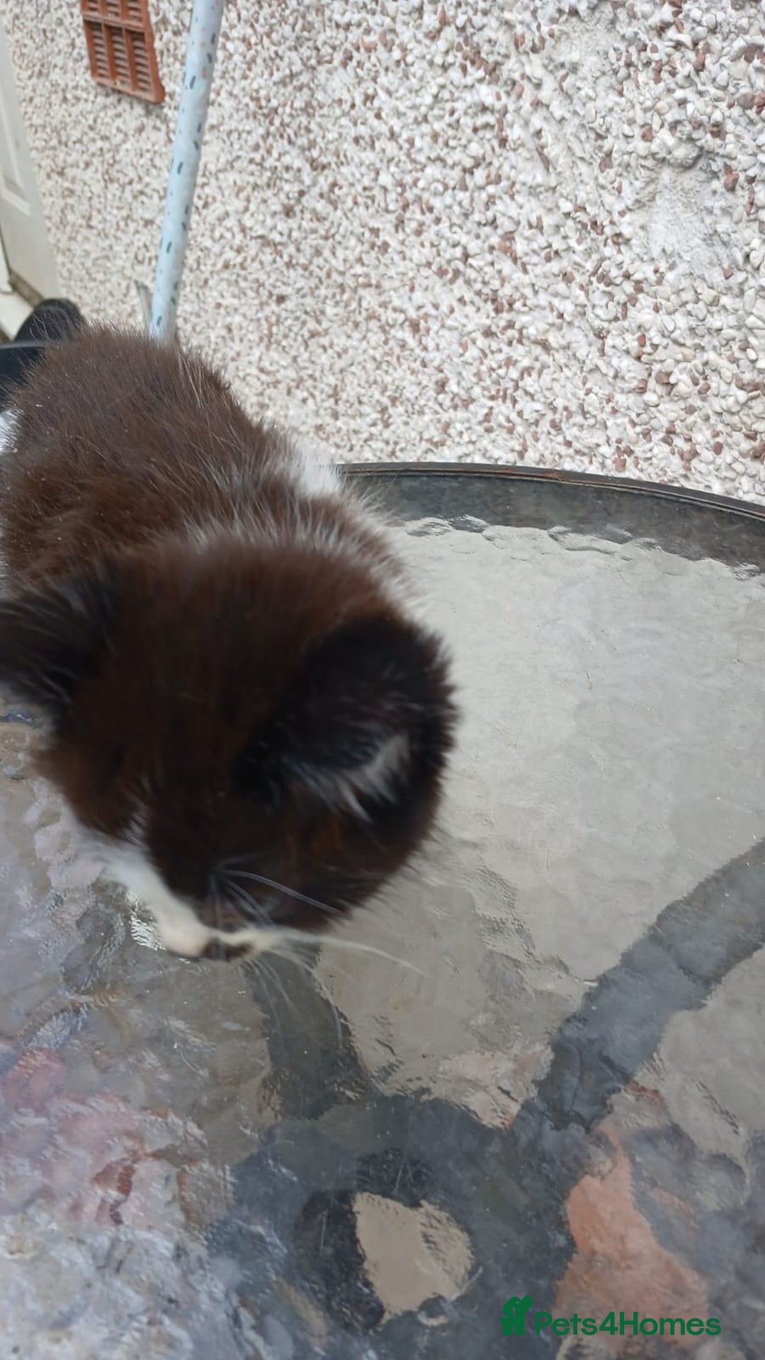 Mixed Breed cats for sale: Fluffy kittens - Image 11