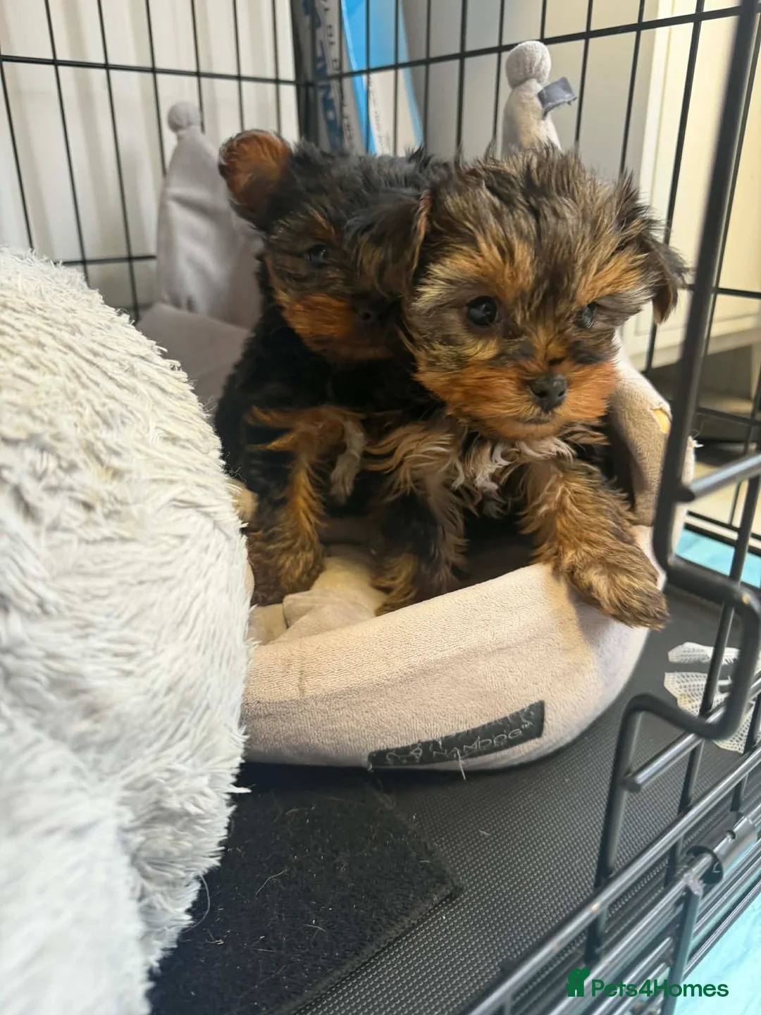 Yorkshire Terrier dogs for sale: Two beautiful puppies for sale  - Advert 1