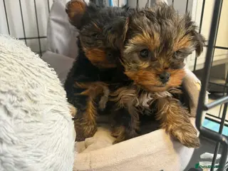 Yorkshire Terrier dogs Two beautiful puppies for sale - Advert 8