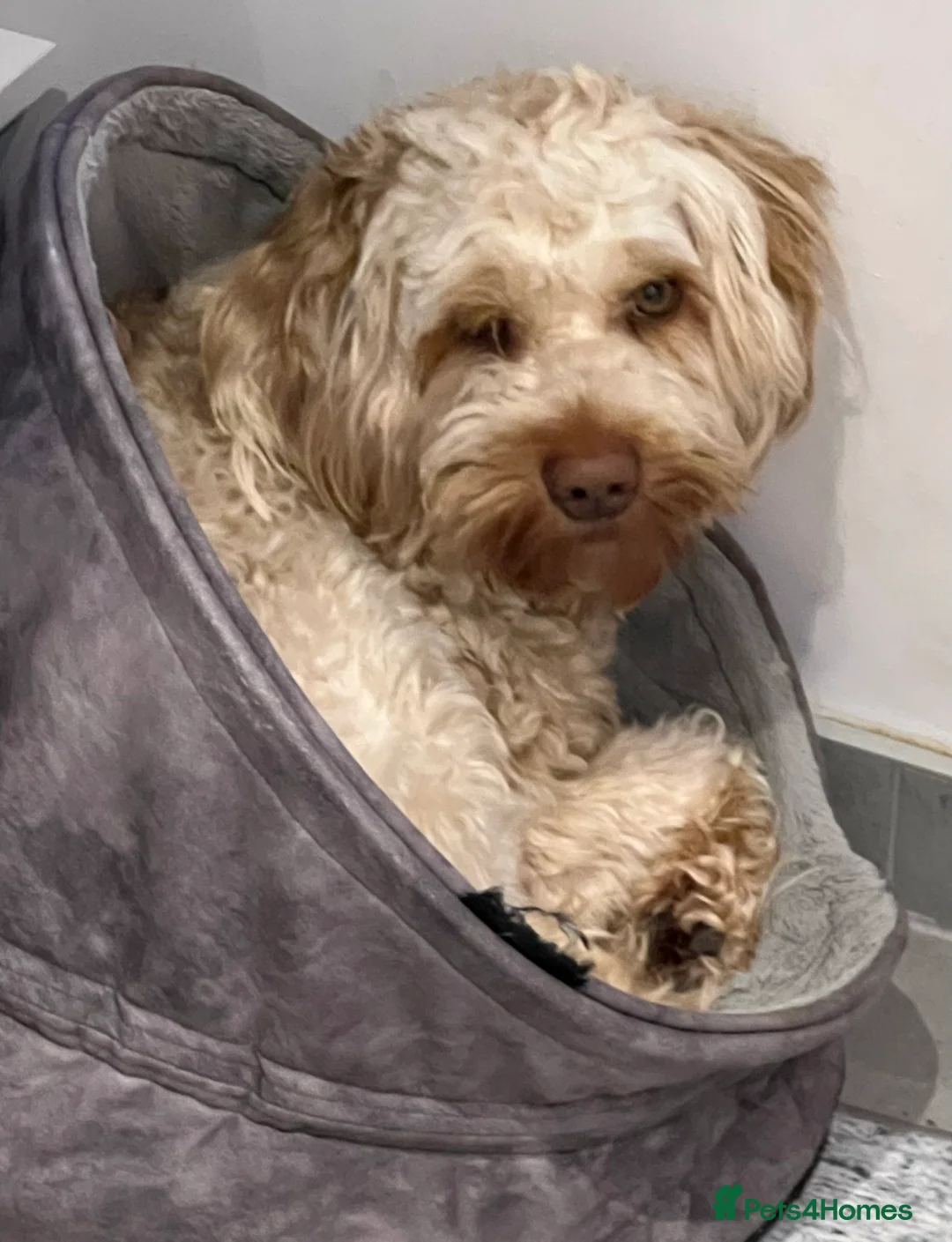 Australian Labradoodle dogs for sale: Australian Labradoodles - Advert 9