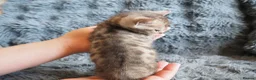Bengal cats for sale: Silver, Snow Lynx & Brown Rosette Bengals - Advert 29