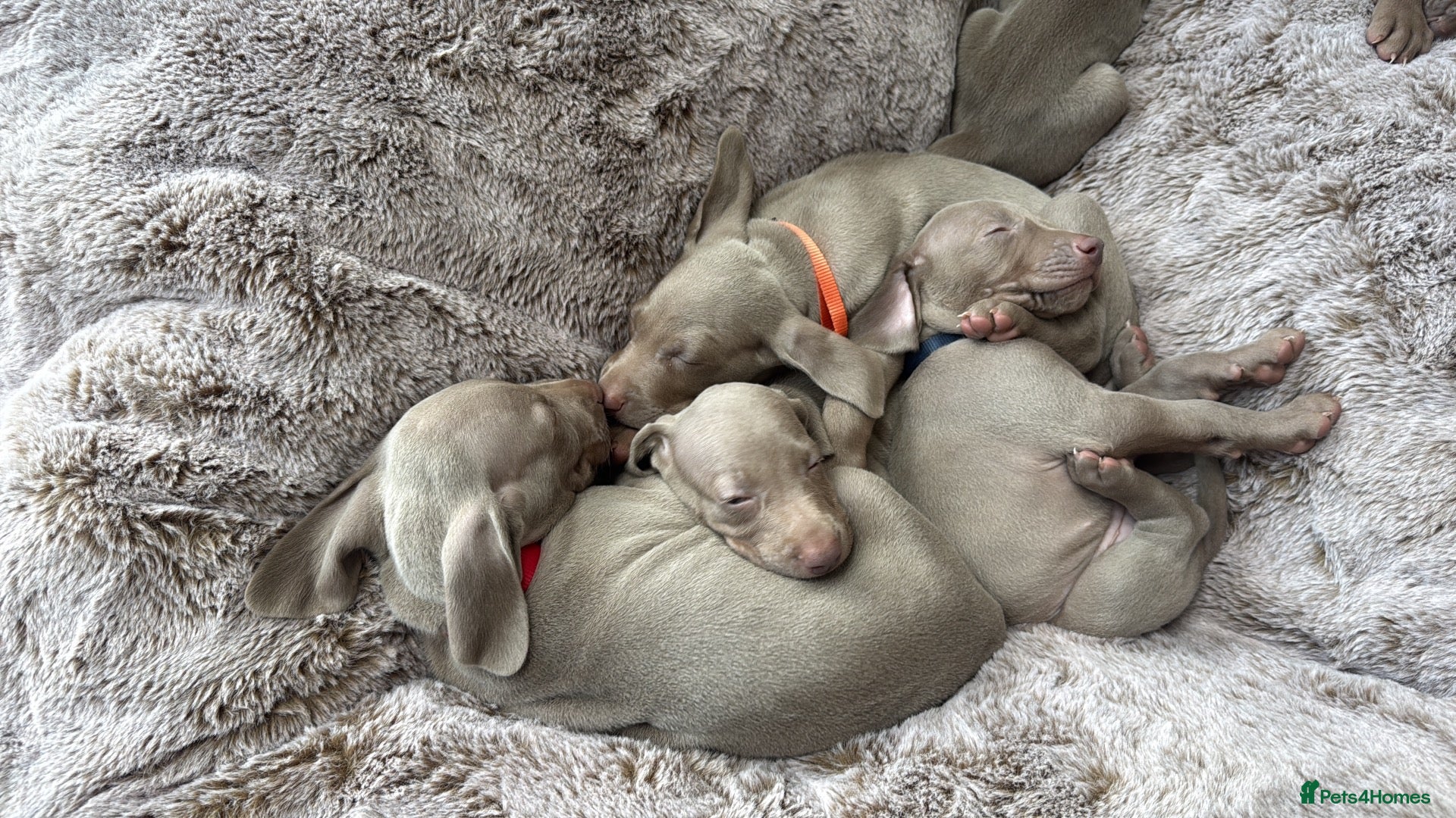 Weimaraner dogs Superb Gunalt Bloodlines & Excellent Temperament - Advert 1