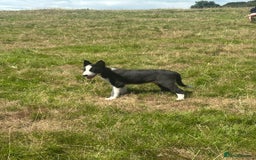 Border Collie dogs for sale: BORDER COLLIE PUPS 1 BOY LEF - Image 23