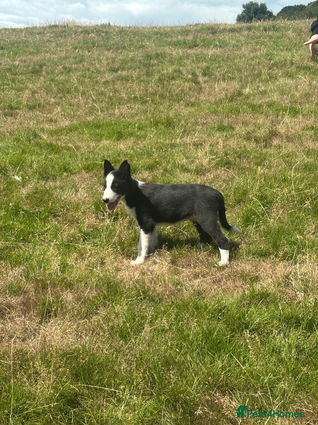 Border Collie dogs for sale: BORDER COLLIE PUPS 1 BOY LEF - Image 23