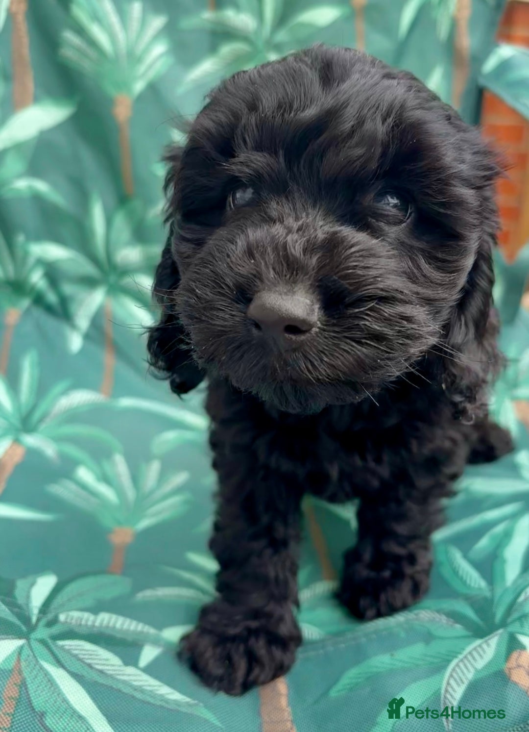 Cockapoo dogs for sale: Cockapoo puppies - Image 13