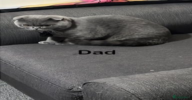 British Shorthair cats - Advert 1