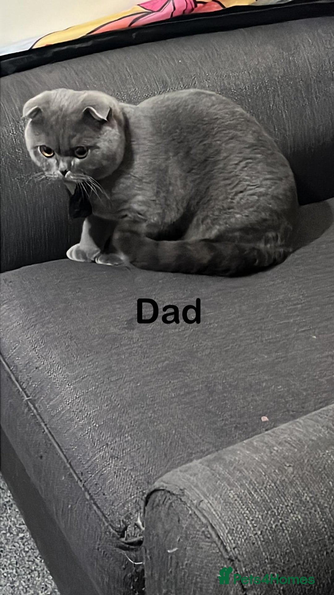 British Shorthair cats for sale: Little bundles of joy - Image 2