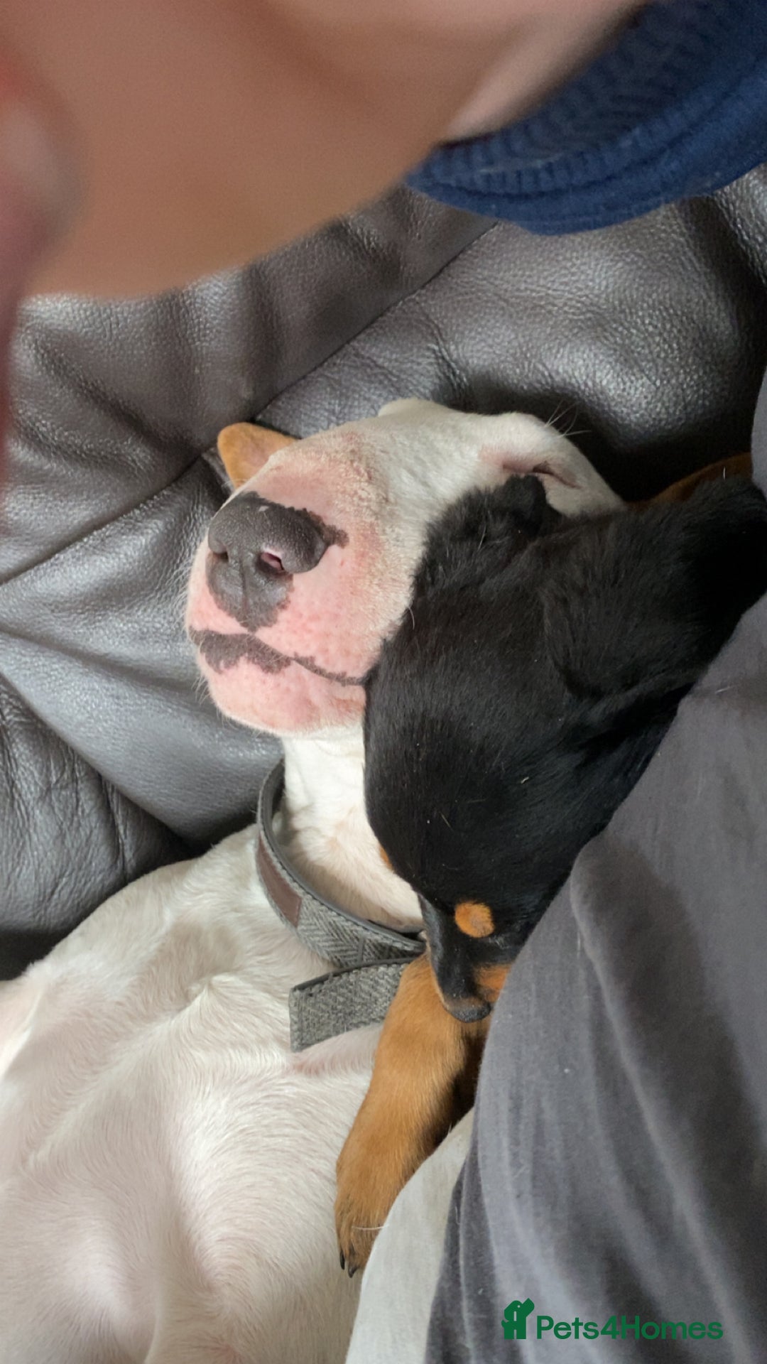 English Bull Terrier dogs for stud: English bull terrier for stud  - Advert 5