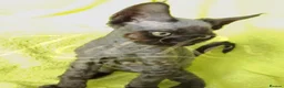 Devon Rex cats for sale: GCCF registered Devon Rex Kittens - Advert 9