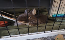 Netherland Dwarf rabbits for sale: Netherland Dwarf for sale with hutch   - Image 1